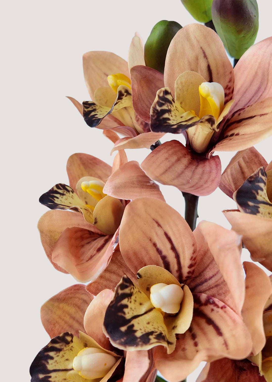 burnt-orange-cymbidium-orchid-stem-detail