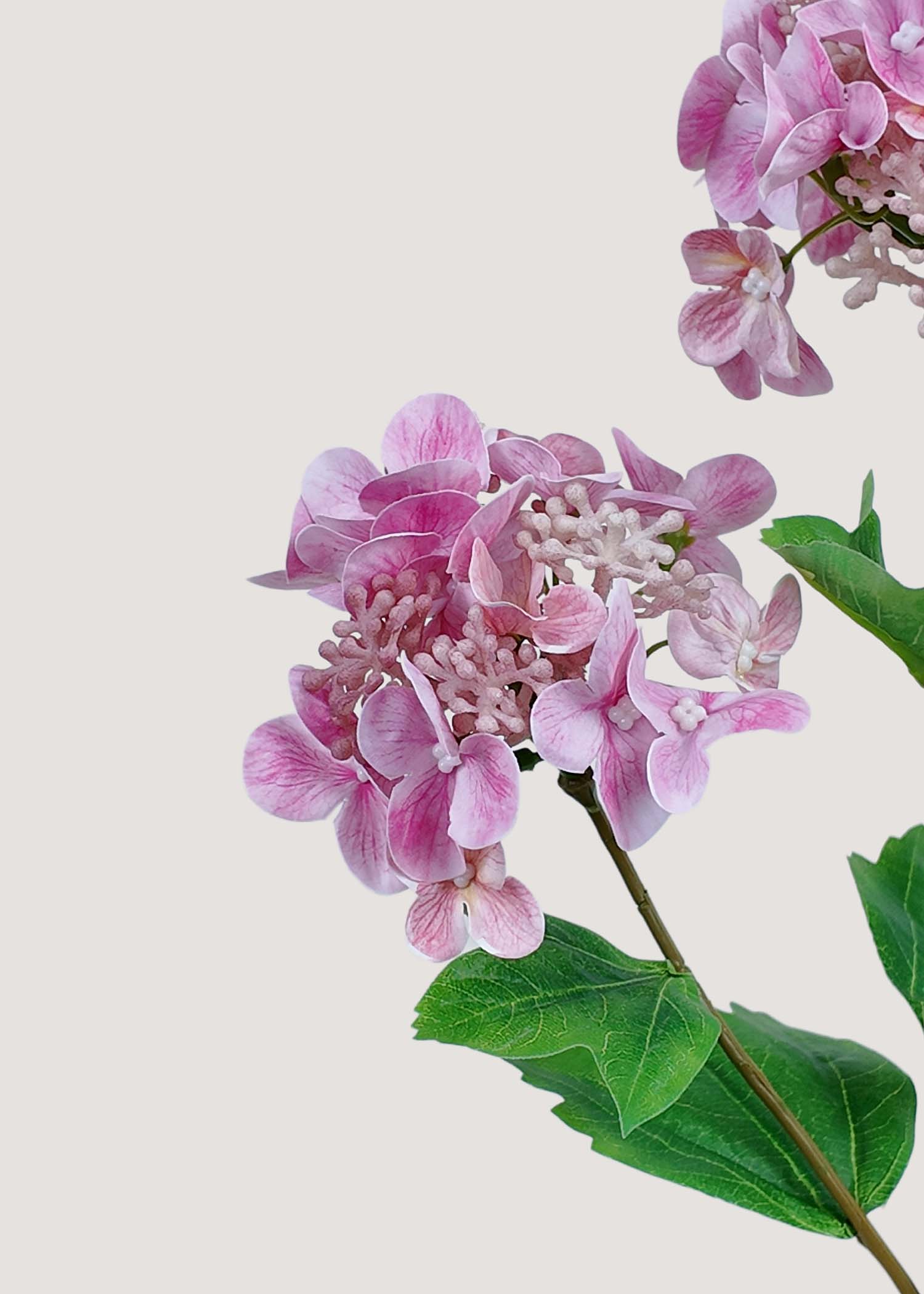 Close-up of blush pink hydrangea petals