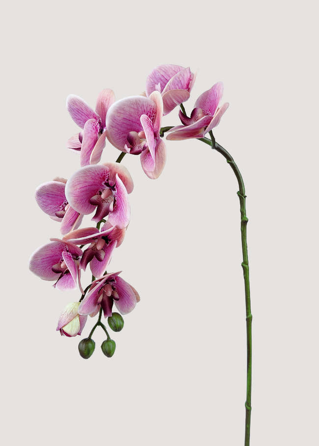 Everblooma Pink Artificial Orchid Stem – Real Touch Faux Phalaenopsis Main View
