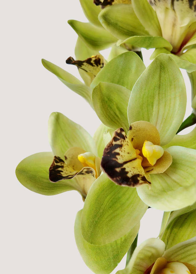 Close-up of lifelike green cymbidium orchid faux petals