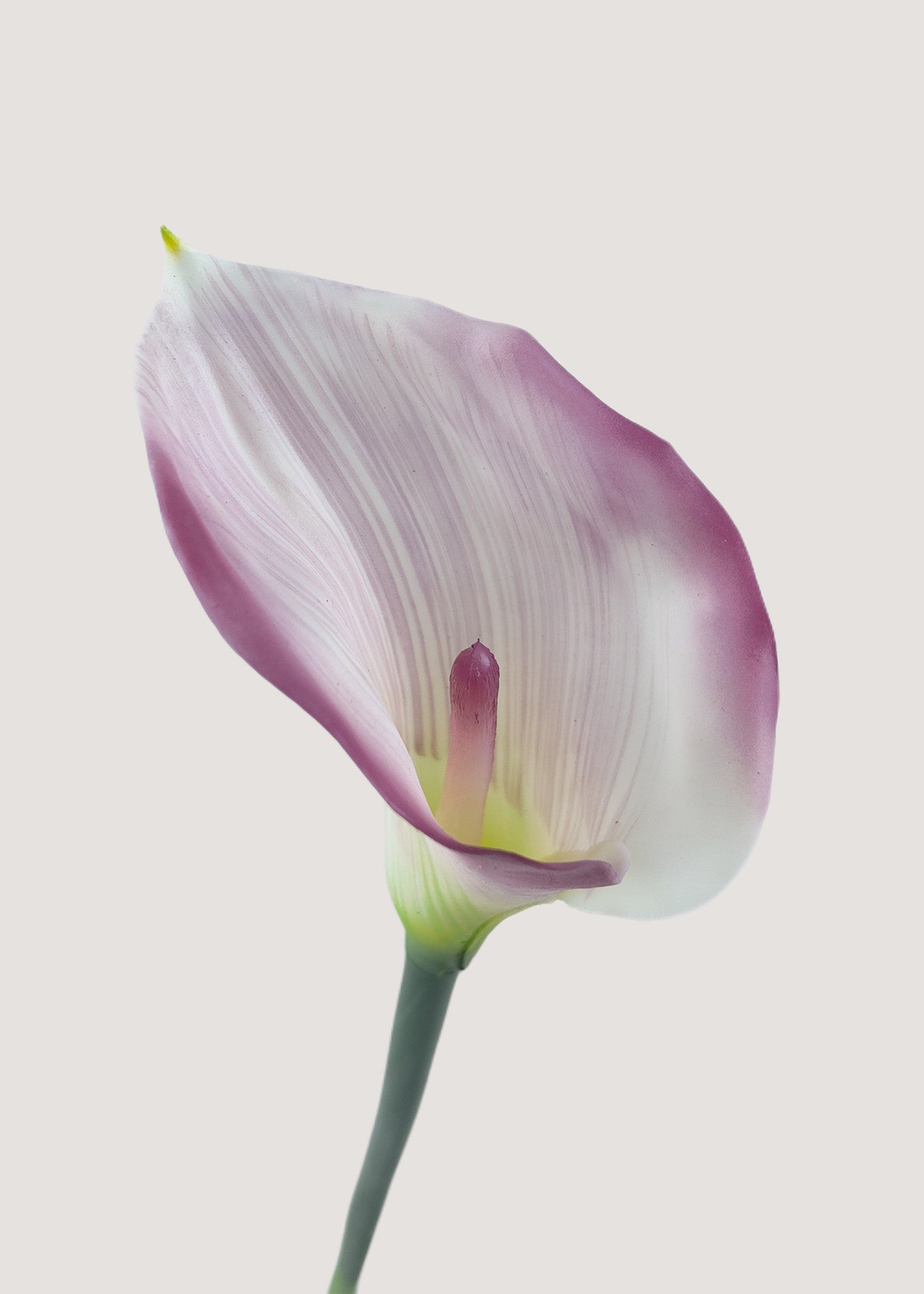 Close up detail of purple white Calla Lily artificial petals