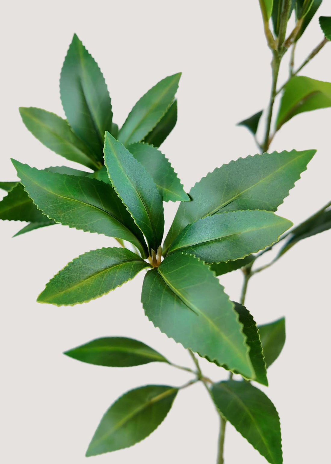 Close-up detail of real touch Pieris leaf stem in faux greenery