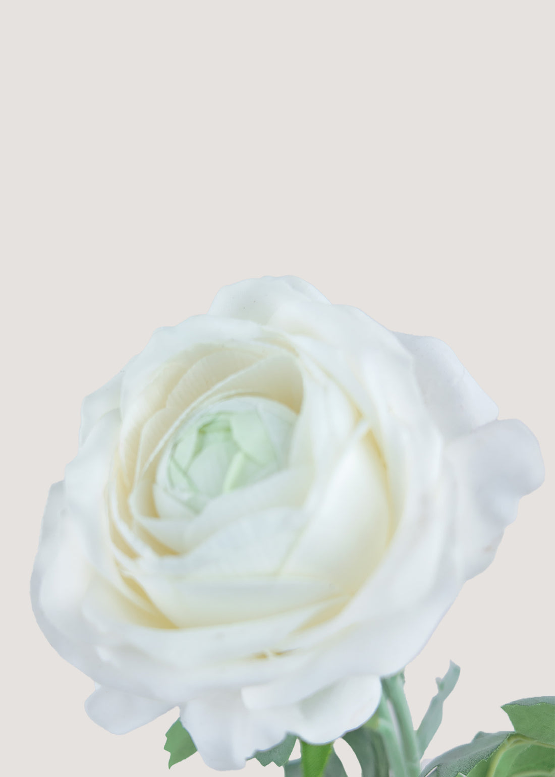 Close-up of real touch artificial ranunculus petals