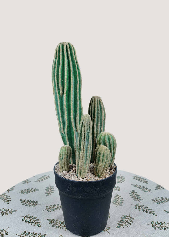 Artificial cactus potted plant for home and office décor