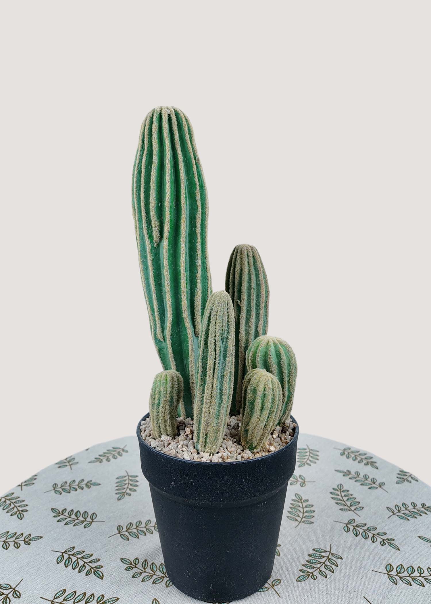 Artificial cactus potted plant for home and office décor