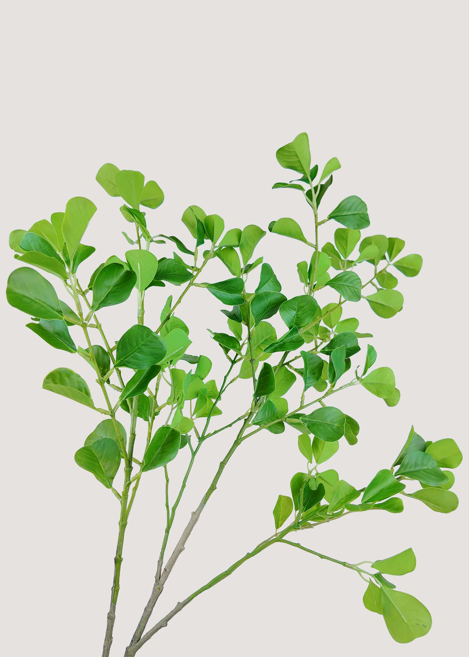 Detail texture of artificial ficus leaf stem