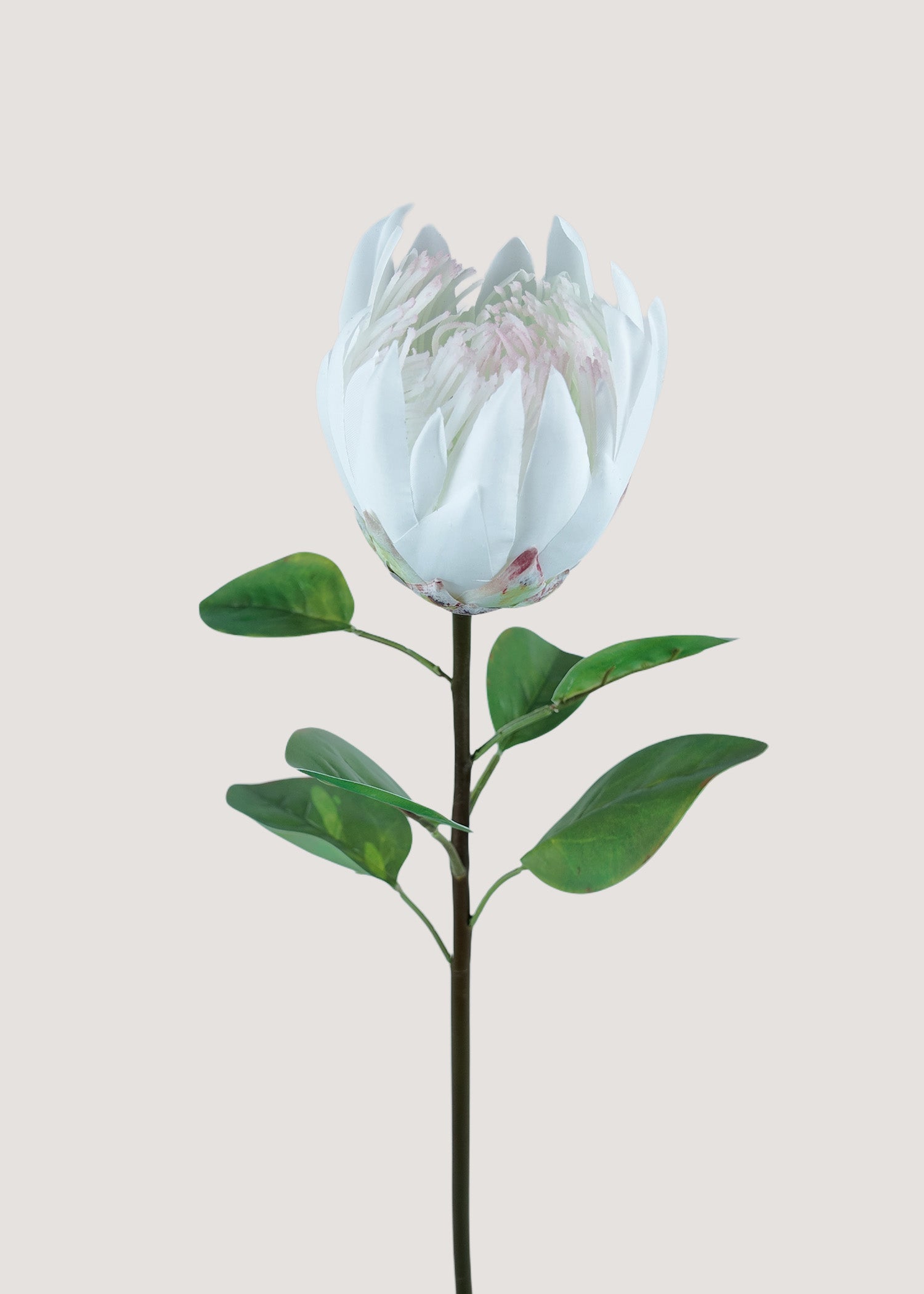 Artificial white protea king flower stem faux bloom