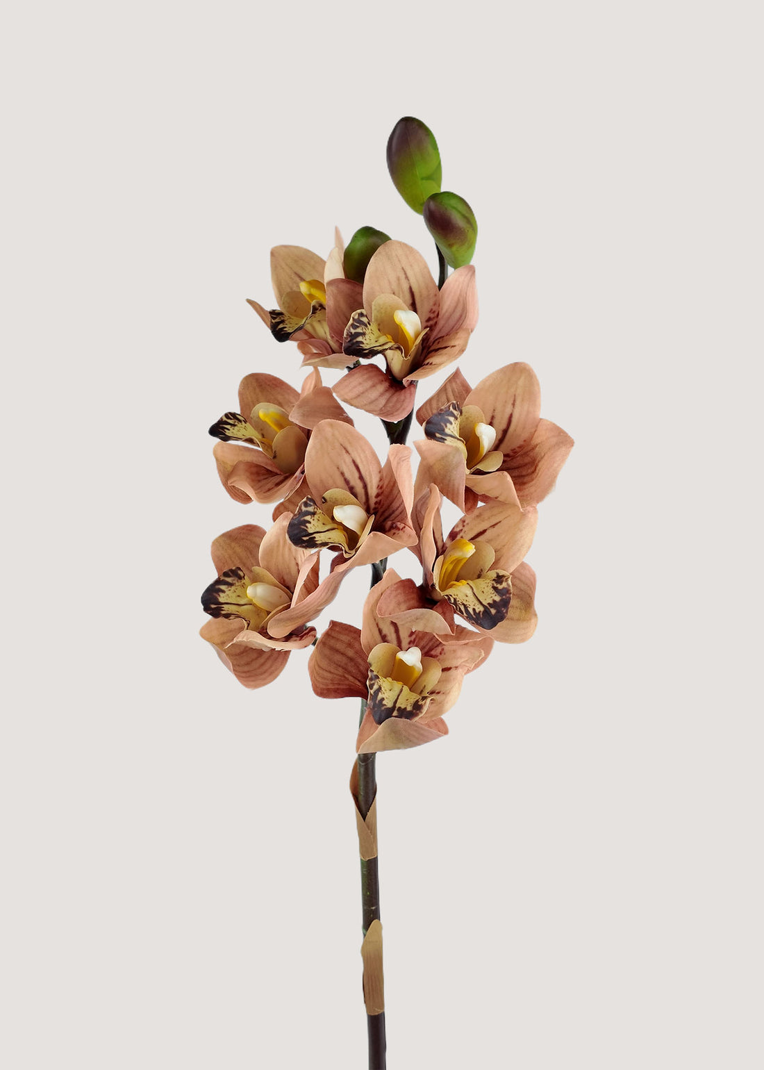 burnt-orange-cymbidium-orchid-stem-main