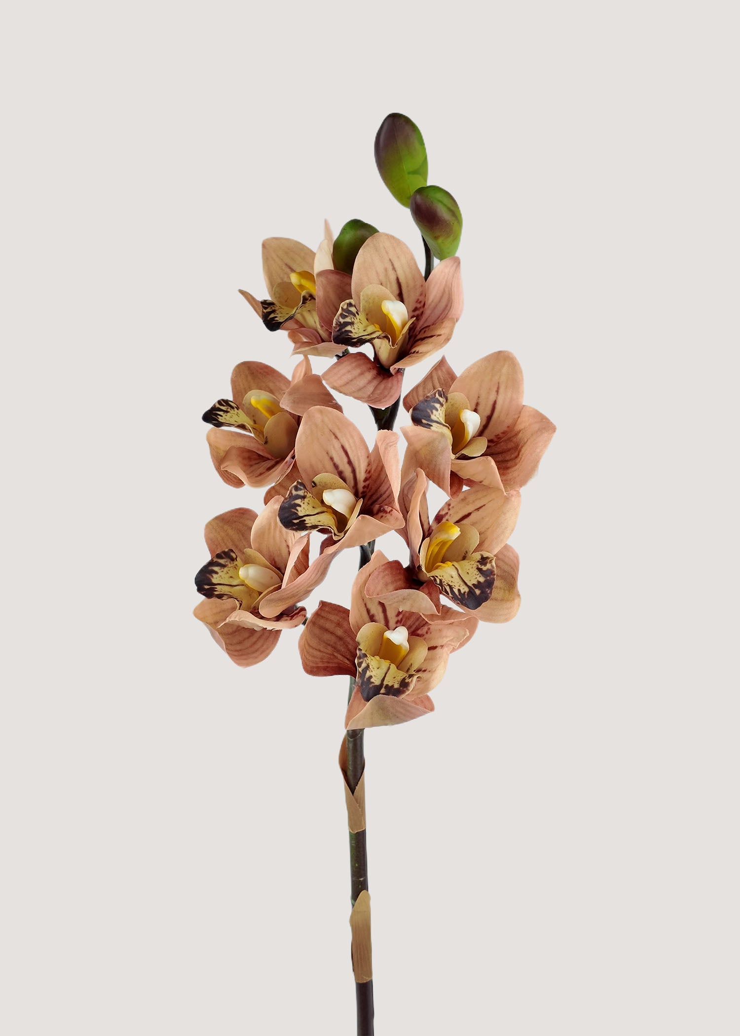 burnt-orange-cymbidium-orchid-stem-main