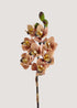burnt-orange-cymbidium-orchid-stem-main