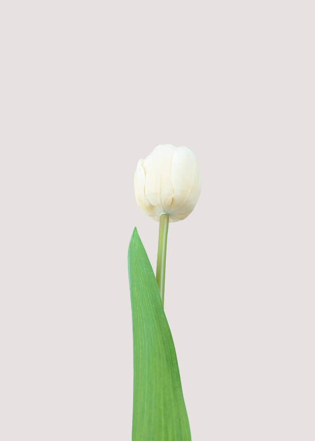 Close-up of artificial champagne tulip flower with real touch texture