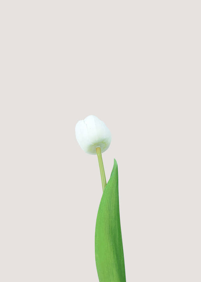 Real touch faux tulip bloom with natural white petals