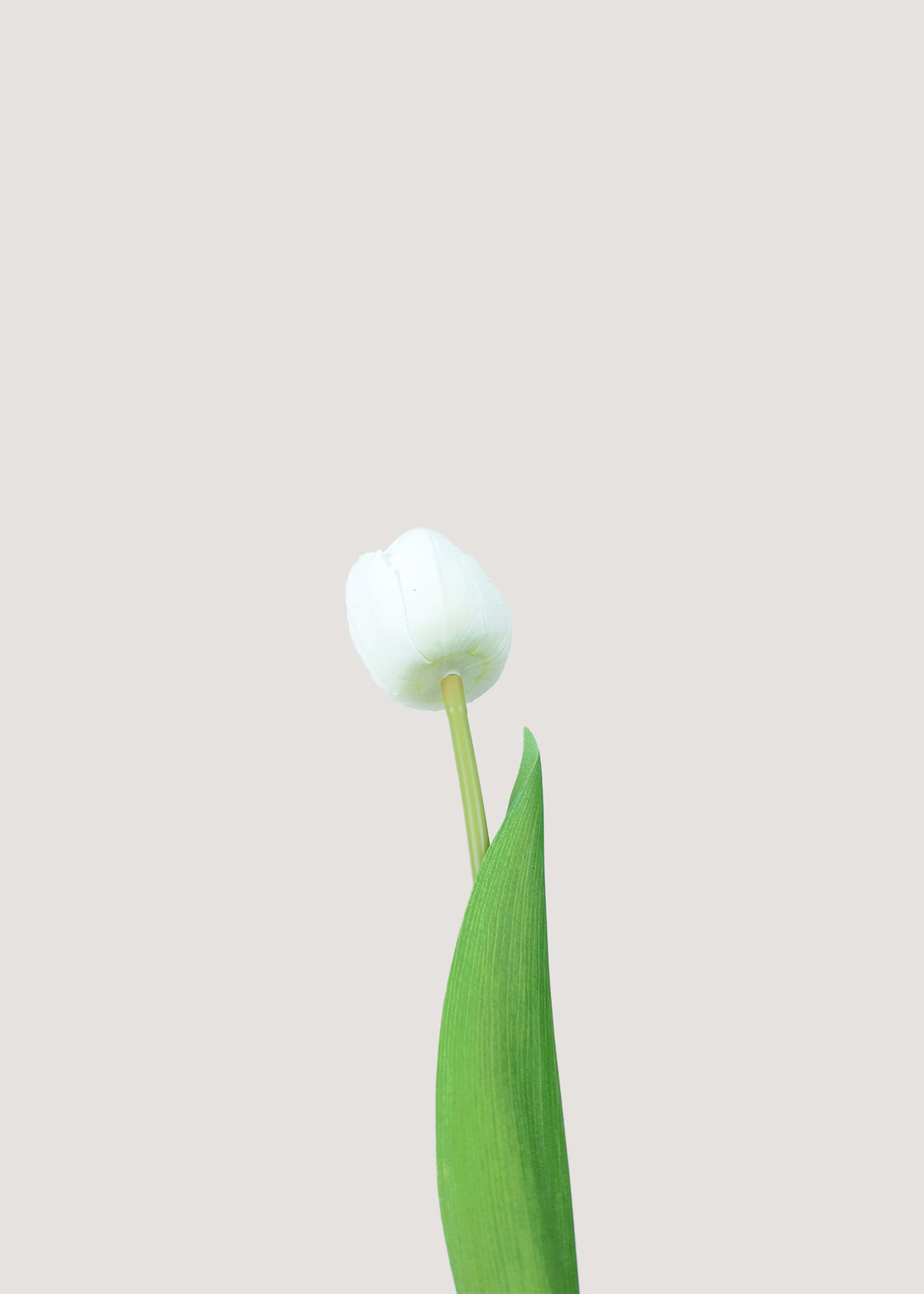 Real touch faux tulip bloom with natural white petals
