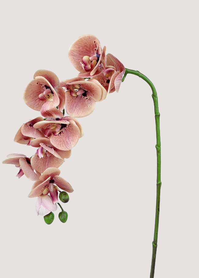 Everblooma Blush Pink Artificial Orchid Stem – Real Touch Faux Phalaenopsis Main View
