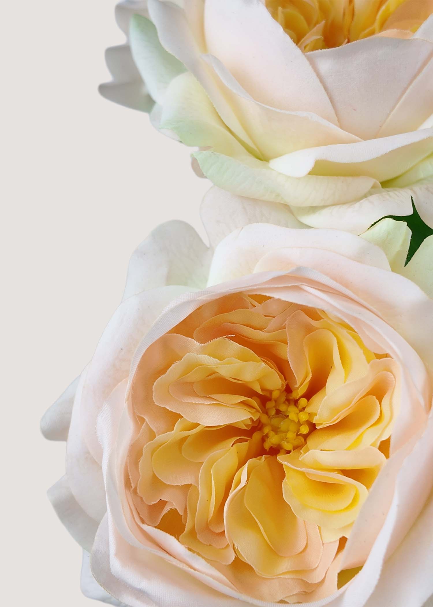 Close-up of realistic champagne David Austin rose silk petals