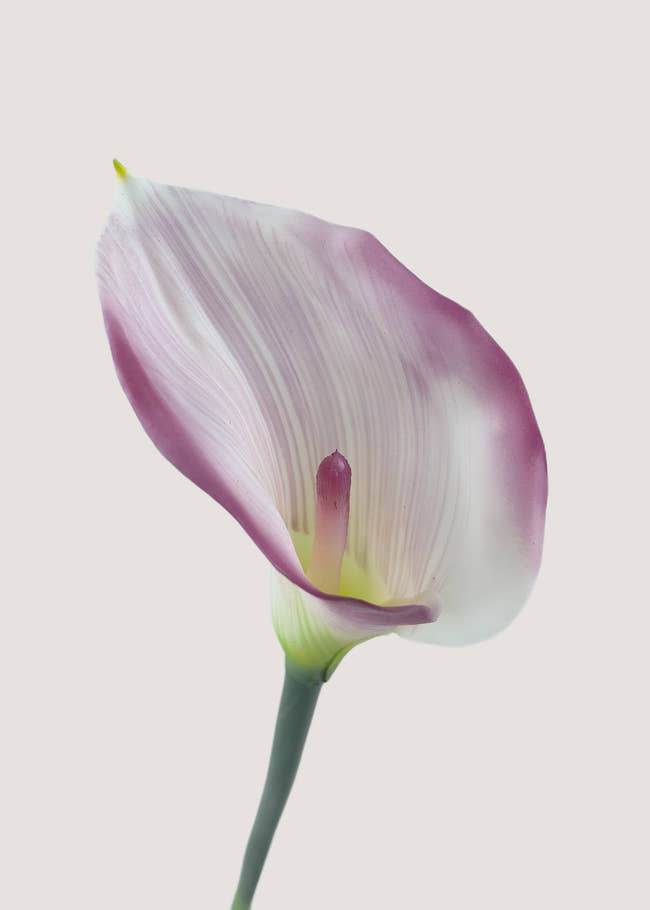 Close up detail of purple white Calla Lily artificial petals
