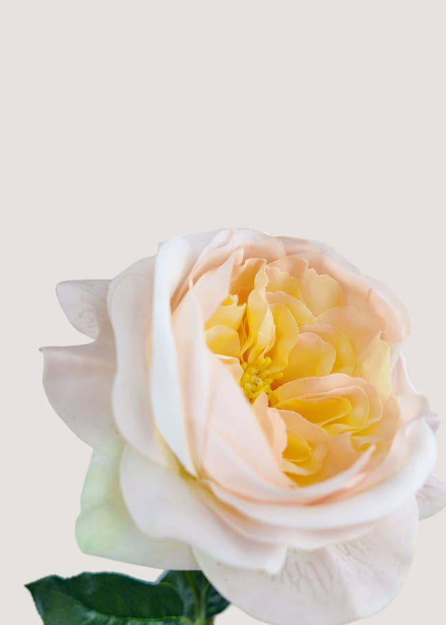 Close up of cream artificial rose petals with yellow center