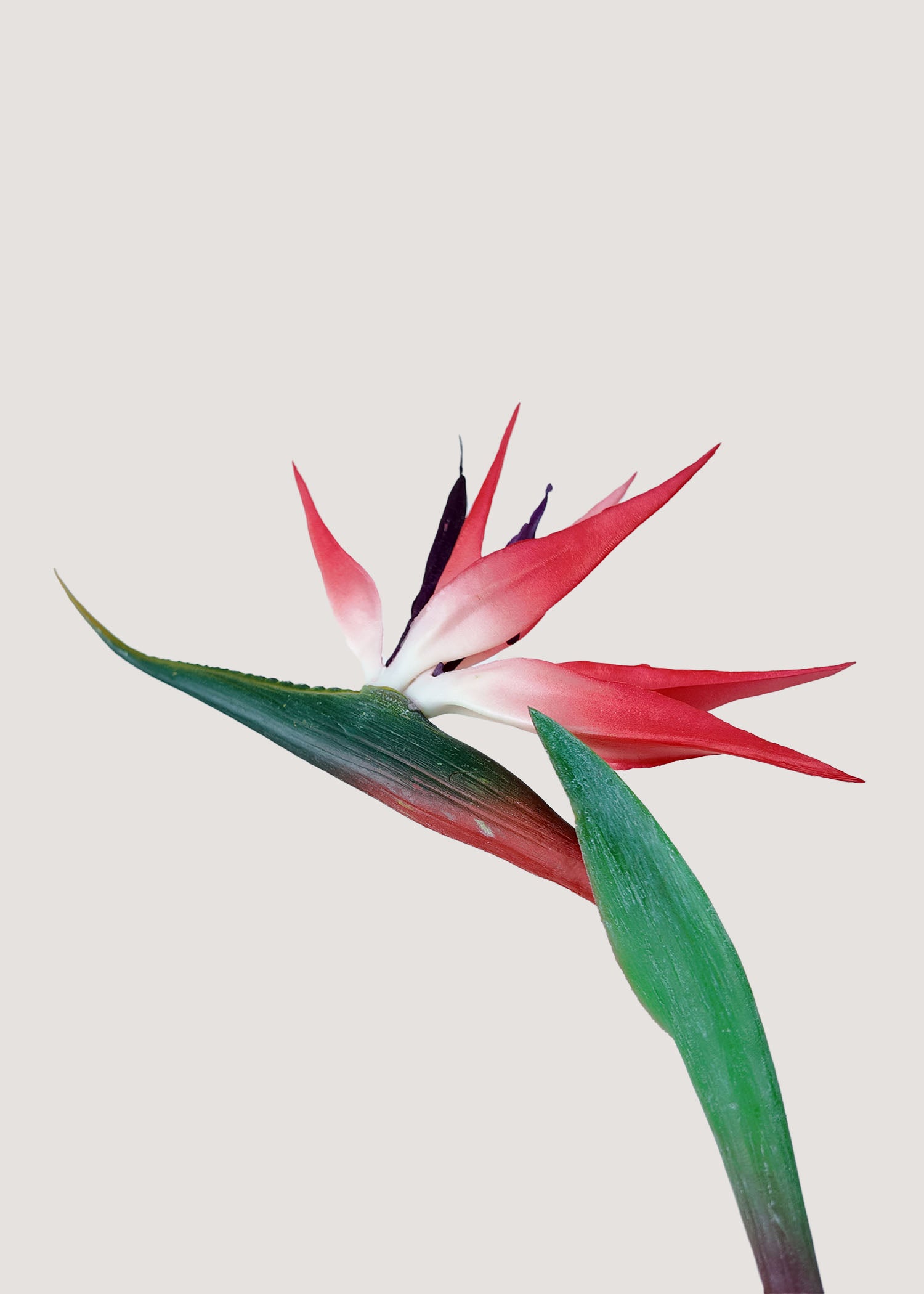 Detail closeup of faux Bird of Paradise flower petals and texture